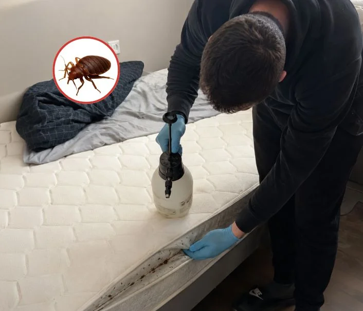 Technicien traitant un matelas contre les punaises de lit à Écharcon